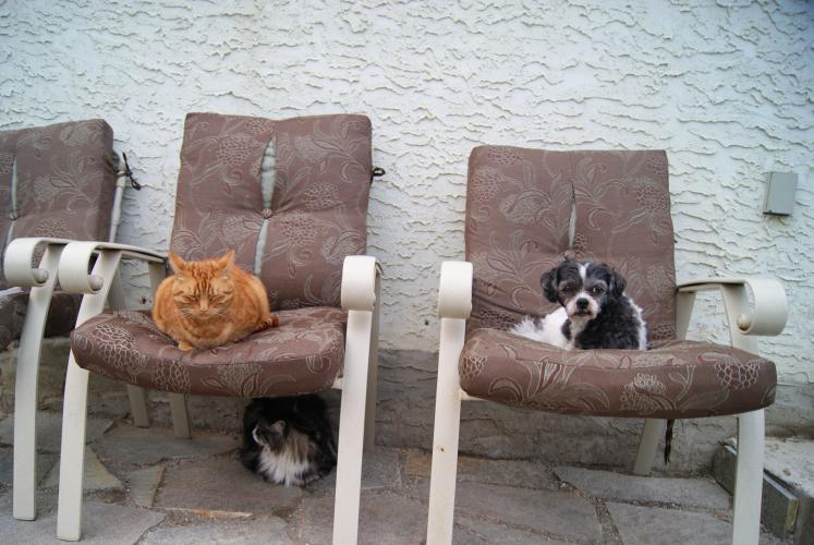 Garfield, JP, Sammy