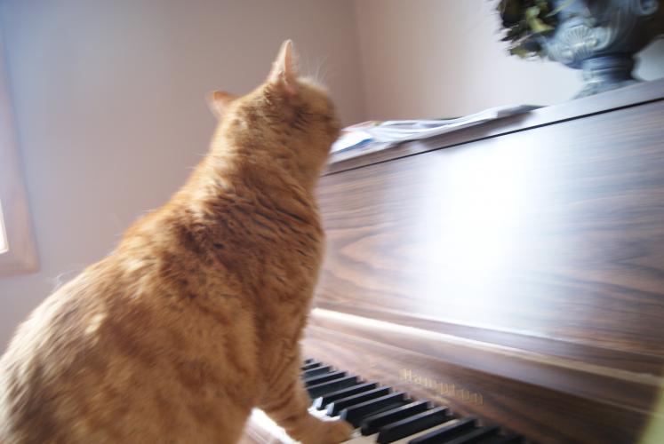 not really playing the piano. He was trying to eat the leaves above the piano